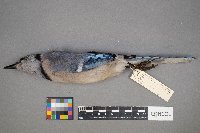 Cyanocitta cristata image