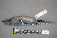 Cyanocitta cristata image