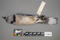 Cyanocitta cristata image