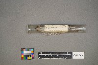 Sayornis phoebe image