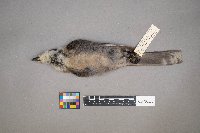 Perisoreus canadensis image