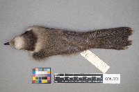 Perisoreus canadensis image