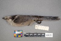 Perisoreus canadensis image