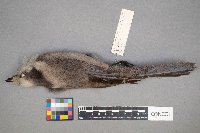 Perisoreus canadensis image