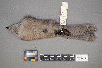 Perisoreus canadensis image