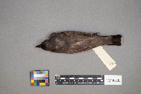 Tyrannus tyrannus image