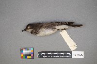 Tyrannus tyrannus image