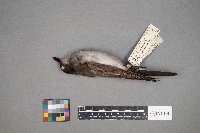 Tyrannus tyrannus image