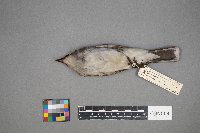 Tyrannus tyrannus image