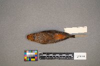 Loxia curvirostra image