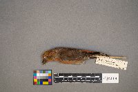 Loxia curvirostra image