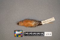 Loxia curvirostra image