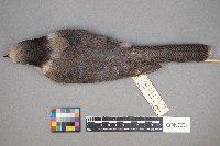 Perisoreus canadensis image