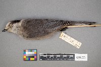 Perisoreus canadensis image