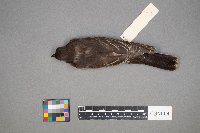 Tyrannus tyrannus image