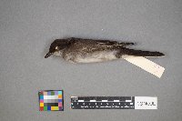 Tyrannus tyrannus image