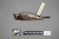 Tyrannus tyrannus image