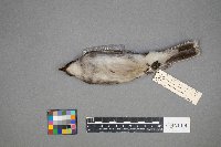 Tyrannus tyrannus image