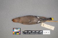 Bombycilla garrulus image