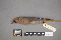 Bombycilla garrulus image