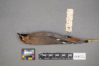 Bombycilla garrulus image