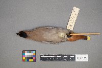 Bombycilla garrulus image