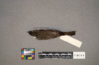 Empidonax traillii image