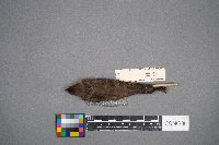 Stelgidopteryx serripennis image