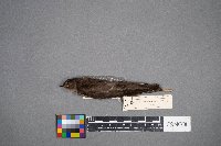 Stelgidopteryx serripennis image