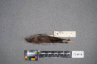 Stelgidopteryx serripennis image