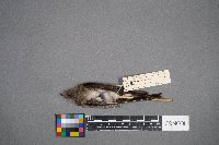 Stelgidopteryx serripennis image