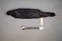 Corvus brachyrhynchos image