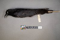 Corvus brachyrhynchos image