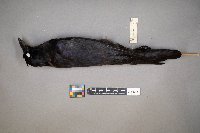 Corvus brachyrhynchos image