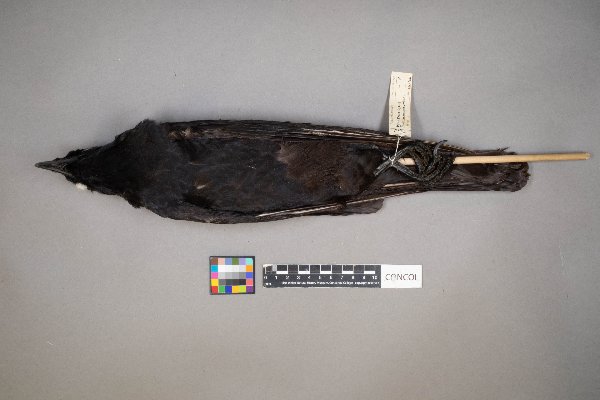 Corvus brachyrhynchos image