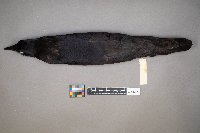 Corvus brachyrhynchos image