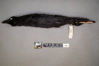 Corvus brachyrhynchos image