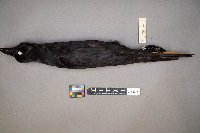 Corvus brachyrhynchos image