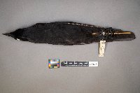 Corvus brachyrhynchos image