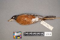 Turdus migratorius image