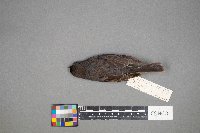 Turdus migratorius image