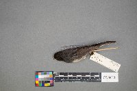 Turdus migratorius image