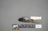 Turdus migratorius image