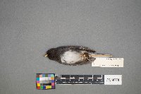 Turdus migratorius image