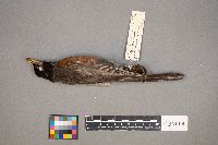 Turdus migratorius image