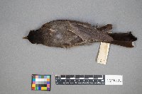 Turdus migratorius image