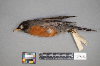 Turdus migratorius image