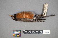 Turdus migratorius image