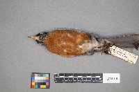 Turdus migratorius image