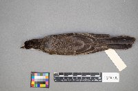 Turdus migratorius image